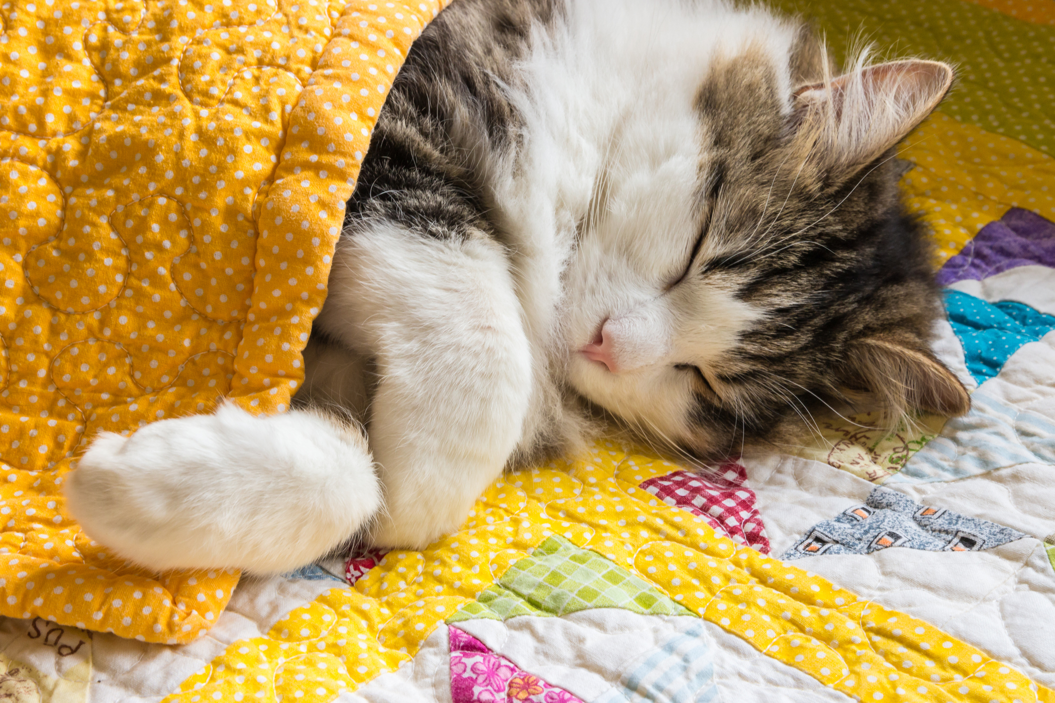 نکات خوابیدن اولین شب بچه گربه در منزل شما